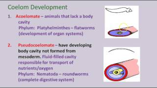 Unit 14 - Early Embryology