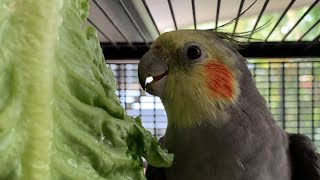 Bird Sings to his Salad