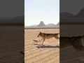 Looney Tunes "Fast and Furry-ous" at a runway 😂 #coyote #roadrunner　#funny #Retriever #baby #cute