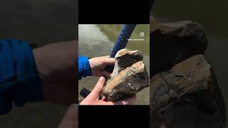 Baculite Fossil hunting in Montana!!! @TheoKellison @MontanaRockMom #fossilhunting