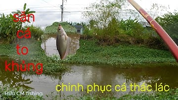 Hành trình câu cá to khủng || Chinh phục cá thác lác  #037  || Hữu CM fishing