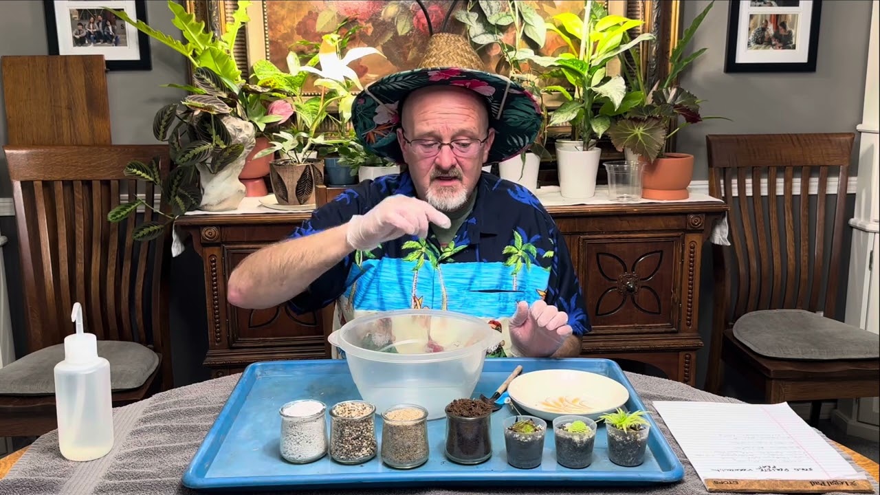 Mexican Pinguiculas! Potting them up!