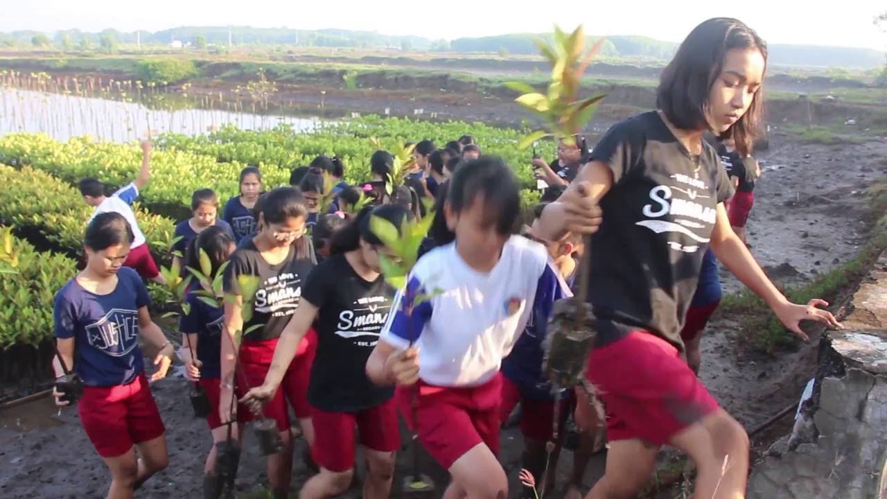 Ayo Lestarikan Lingkungan Dengan Menanam Mangrove! 