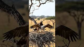 Baby Eagle’s First Flying Lesson 🦅✨ The feeding baby eagle # Shorts 🤯💯💤🦅💞