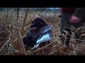 Polowanie na gęsi. Jak kamień w wodę! Goose hunting in Poland 2020 - GoHunters