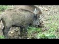 entertaining fights of boars