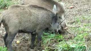 entertaining fights of boars