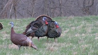 2017 Spring Turkey Call in Show screenshot 1