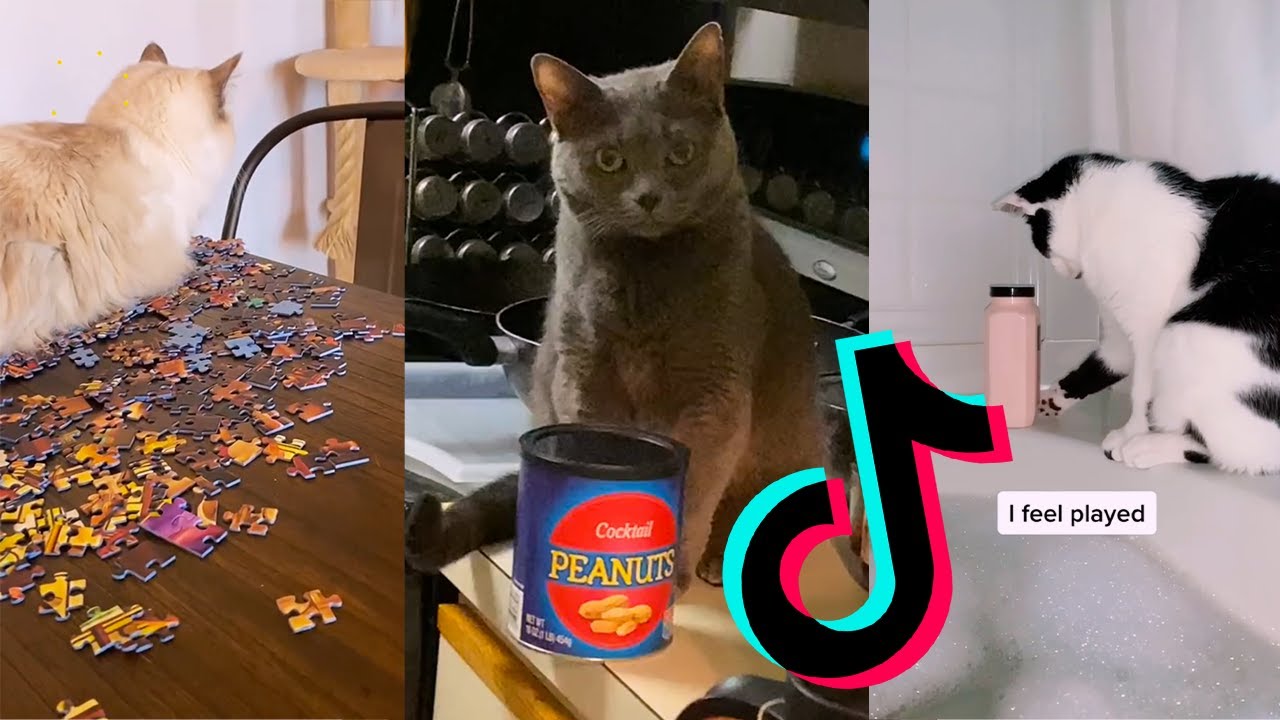Cats knocking things over Funny Tiktok Compilation YouTube