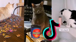 Cats knocking things over | Funny Tiktok Compilation by amazinglycat 2,788 views 2 years ago 6 minutes, 54 seconds