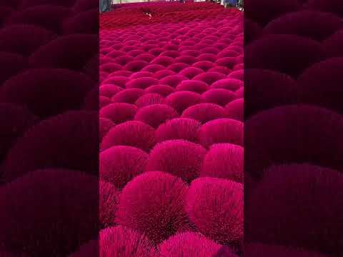 اجود انواع البخور صناعة فيتنام