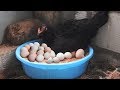 Murgi Ka Anda Hatched "EGGS" to Chicks | Hen Harvesting Egg to Chick in 21Days / Fish Cutting