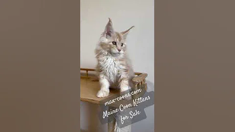 Video 6009821: mainecooncat mainecoons, mainecoon catlover pets, mainecooncats kitten catlover