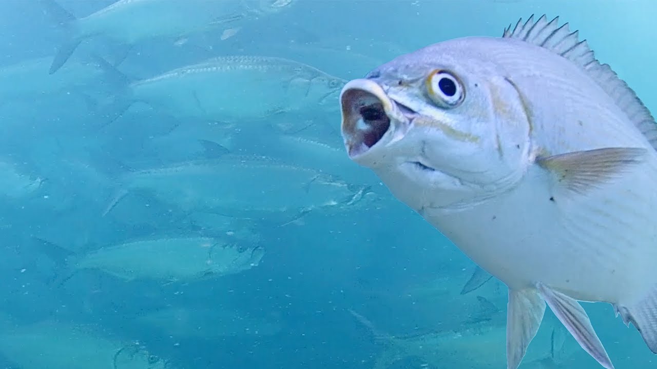 REPLAY Deerfield Beach Underwater Camera (may 7 july 2) YouTube