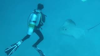 Seazaa Gang Maldives 2023 Dive2-3 Shark Tank Art