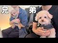 久しぶりに兄と愛犬を連れて過ごした休日【トイプードル】