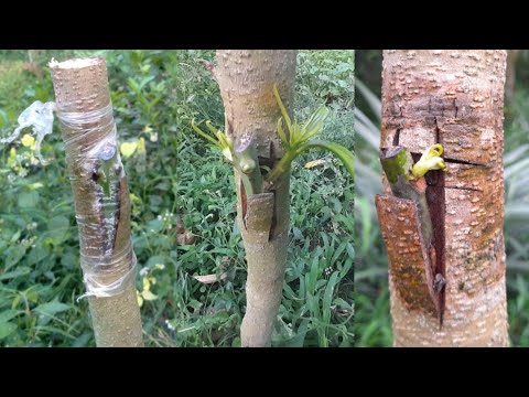 Video: Манго дарагынын көбөйүшү: манго дарактарын кыйыштыруу жөнүндө билип алыңыз