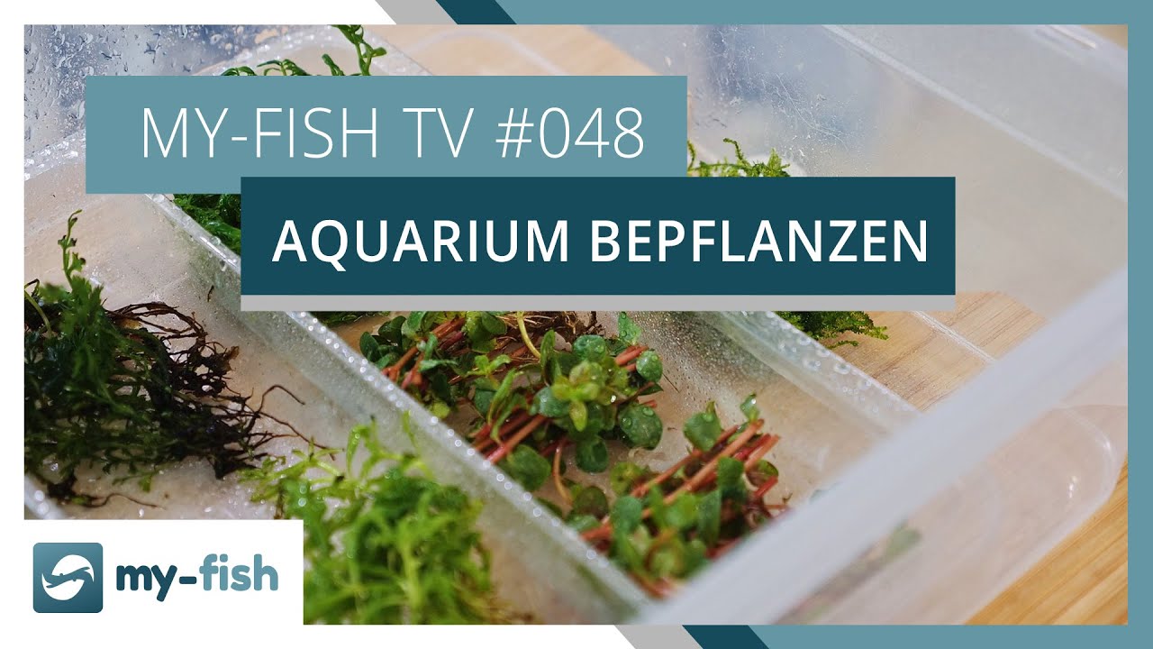 Ein Aquarium richtig bepflanzen myfish TV YouTube