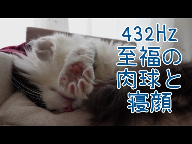 432Hz】メインクーン【じゅの】が寝ているだけ｜ゴロゴロ音で深い眠り