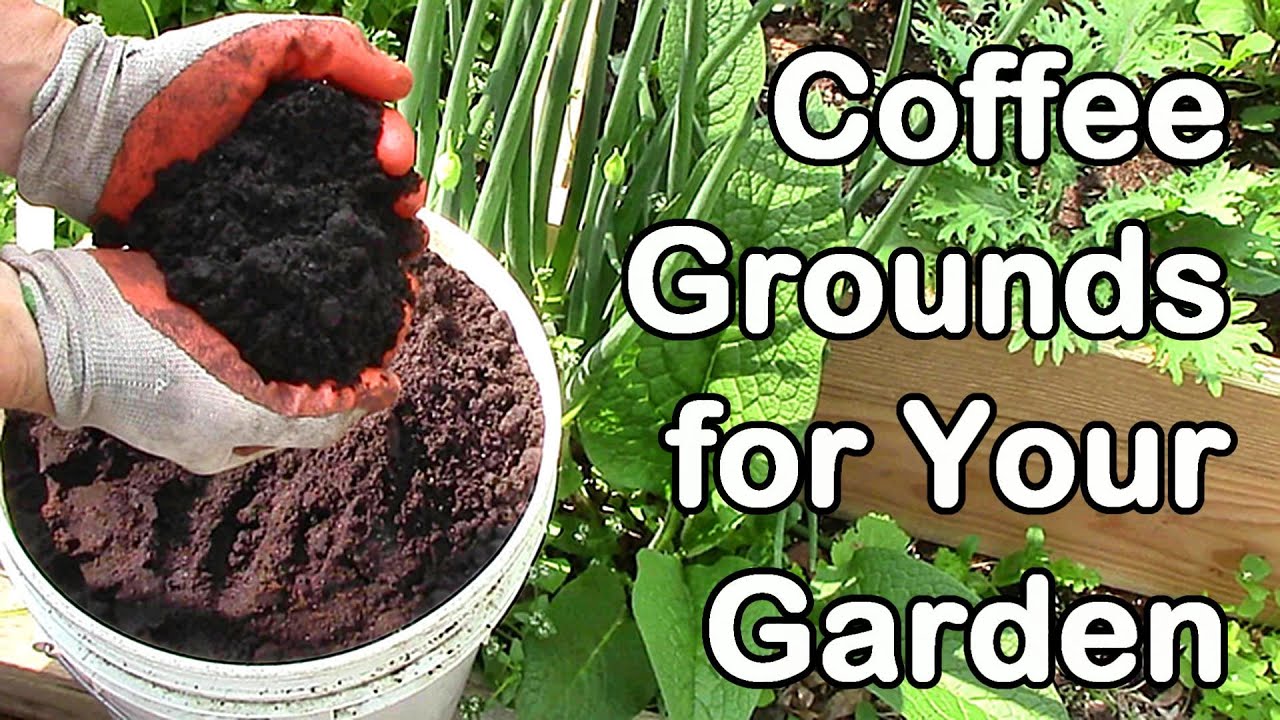 How Much Coffee Do We Use In The Garden Coffee Grounds For Garden