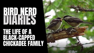 Life Of A Black-capped Chickadee Family | Bird Nerd Diaries