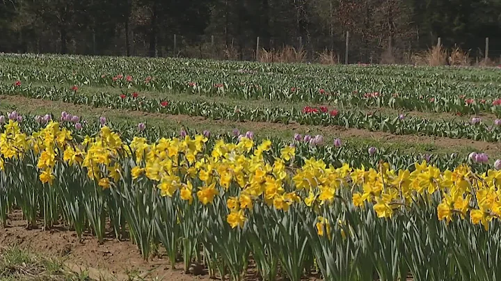Lorenzen Farm tulip fields open to the public Saturday