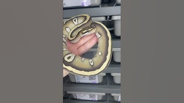 1.0 Mojave Desert Ghost het Piebald #ballpython #ballpythonforsale #desertghost #piebald