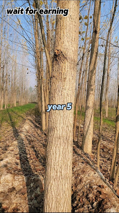 Poplar trees techniques #farming#agriculuture #satisfying