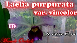 Laelia purpurata var. vincolor - orchid species ID & care tips screenshot 2