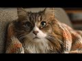 Playlist(cat purring) - Cozy Cat Watching Snowfall ❄️🐱