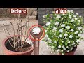 How to prepare of mogra jasmine for huge quantity of flowers  mogra growing tips