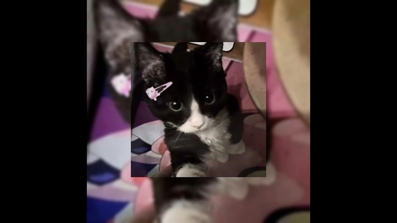 cannibal crush - ANGELMANE, SUICIDAL-IDOL (slowed)†★