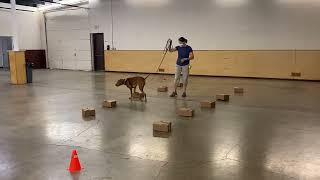 MHDPC   Scent Work Trial 2022 09 01 Novice Container 1
