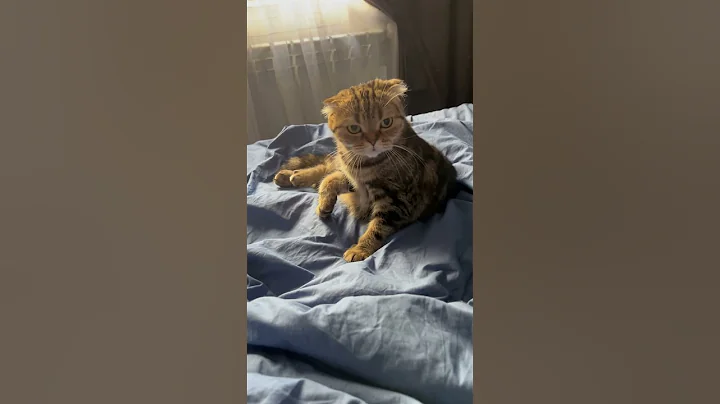 Watch the video about Funny Scottish fold cat 🐱 #cat #pet #scottishfold