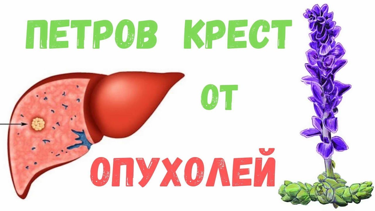 Петров крест растение от опухолей: описание и способы приготовления.