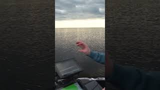 Using Garmin Livescope to Catch Green Bay Walleyes  #walleye #livescope #fishing