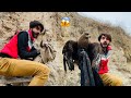 Desert se eagle owl or batair rescue kar liyewadaira pets vlog