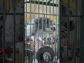 Ebony the African grey parrot enjoying her morning cashew