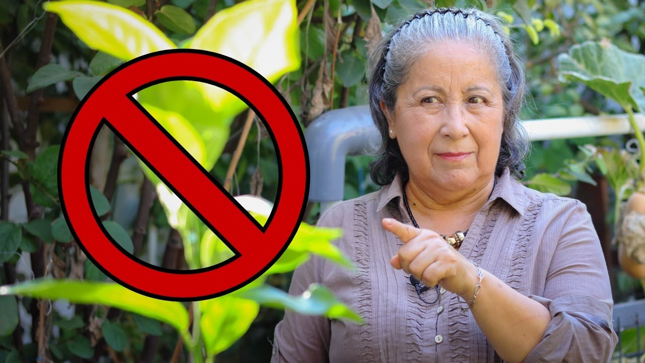 ¡No más chupones! Lo que debes hacer a tus naranjos y limoneros todo el año.