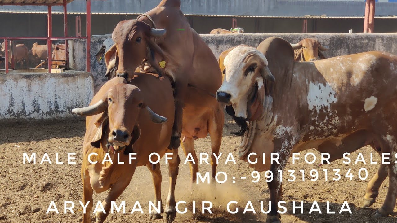 Live Gir Bull Gajanand Breeding to Gir Gau.  at Agg.. jasdan..9913191340