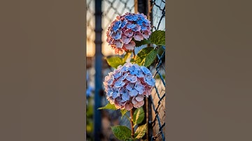 سوره فصلت هر روز با قرآن شروع کن...آرامش، نور، و امید #foryou #qurankareem #foryou #explorepage