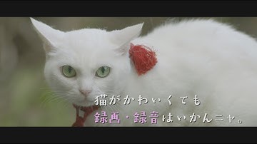 映画『猫侍 南の島へ行く』マナーCM
