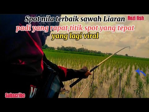 Cara terbaik mencari titik spot mancing nila liaran di sawah padi yang rapat