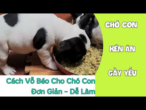 Video: Cách quấn vai cho chó (có hình ảnh)