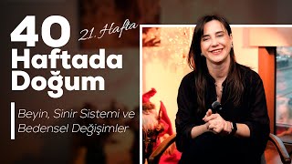 21. hafta gebelik videosu