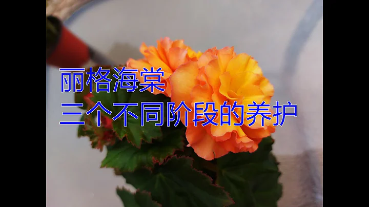丽格海棠三个不同阶段的养护 Three different stages of maintenance for Rieger Begonia - 天天要闻