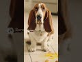 Funny cute cat and dog