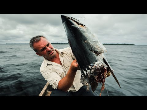 Vidéo: Est-ce que les requins mangent des barracudas ?