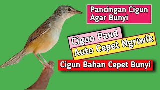 Pancingan Cigun Agar Bunyi dan Cepat Ngriwik, Cigun Bahan Auto Emosi