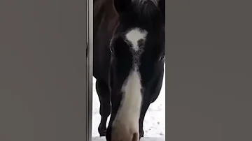 The Giant Horse Co K Weighs Over 11 Pounds Shorts 